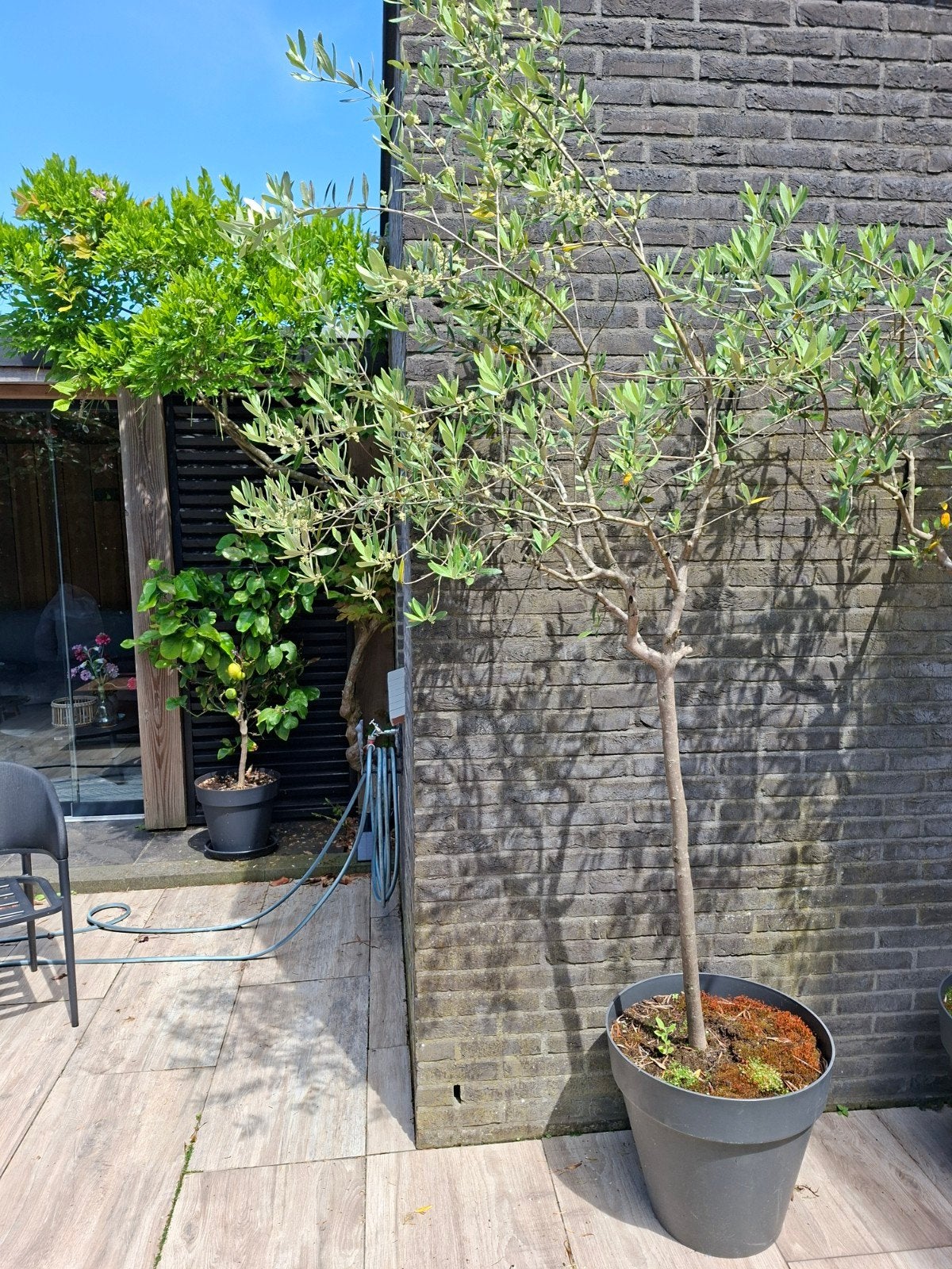 Twee Olijfbomen in pot - Mediterrane sfeer, Lente, 100 tot 250 cm, Olijfboom, Ophalen