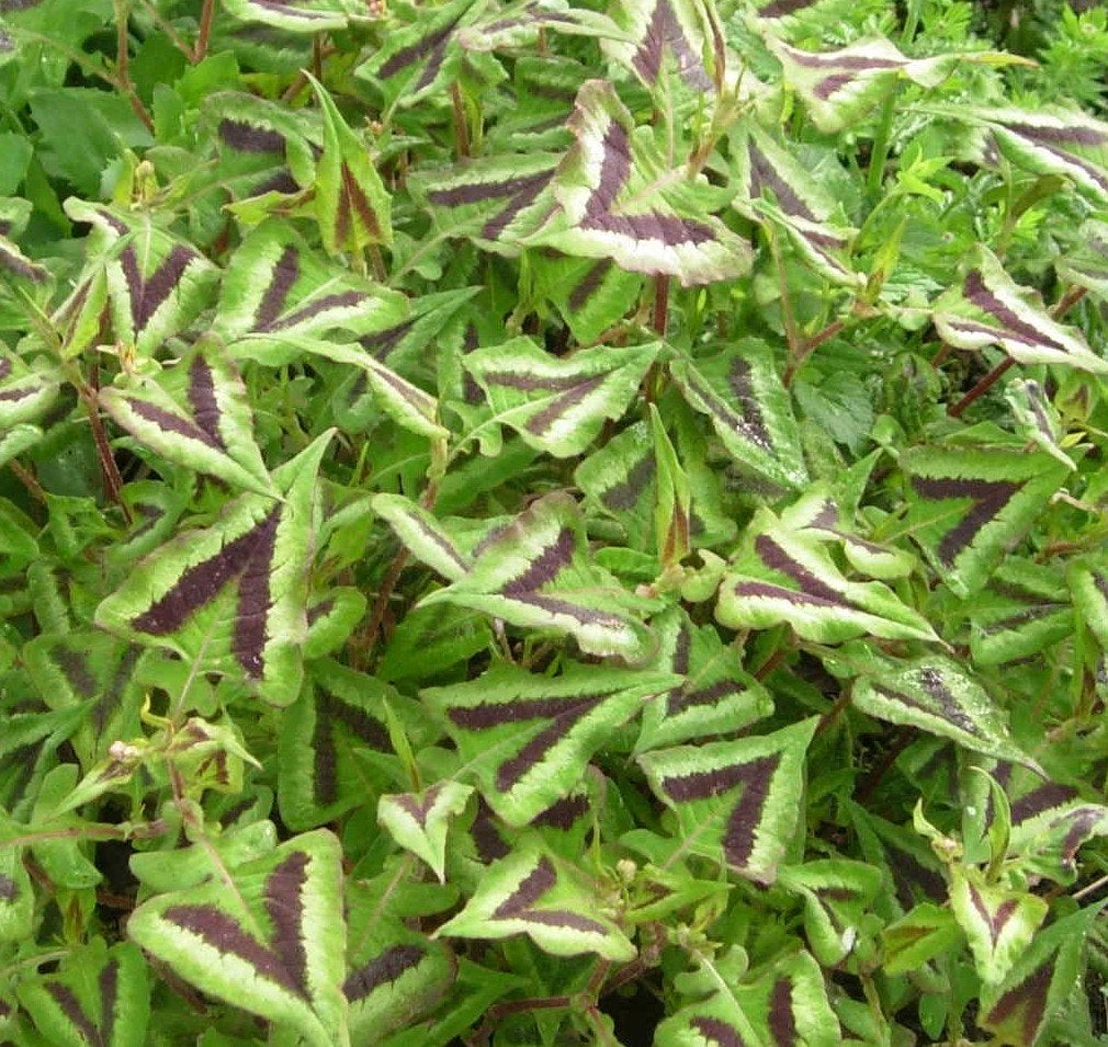 persicaria silver brown, Ophalen, Bloeit niet, Overige soorten, Volle zon
