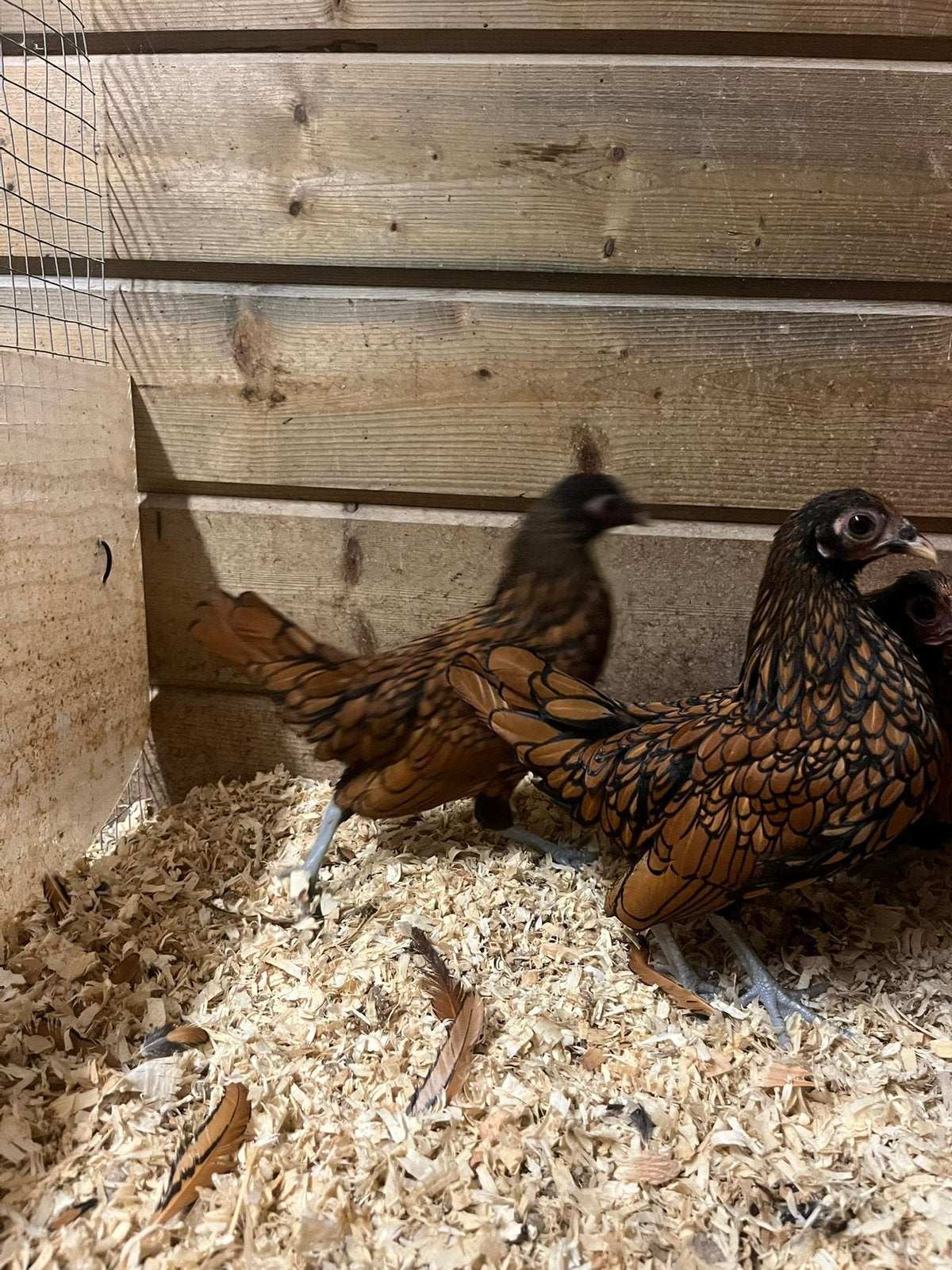 Sebright kippen goud zwart gezoomd, Vrouwelijk, Kip