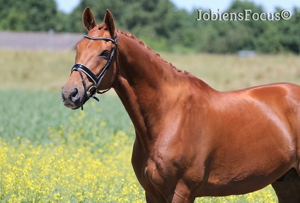 lease paard aangeboden, Diensten en Vakmensen, Dieren | Paarden | Verzorging, Oppas en Les