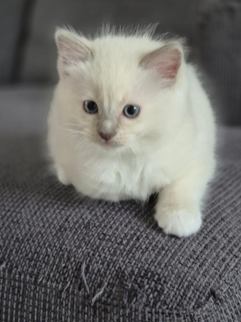 Ragdoll katertje met of zonder stamboom, Dieren en Toebehoren, Katten en Kittens | Raskatten | Korthaar, Poes, Met stamboom
