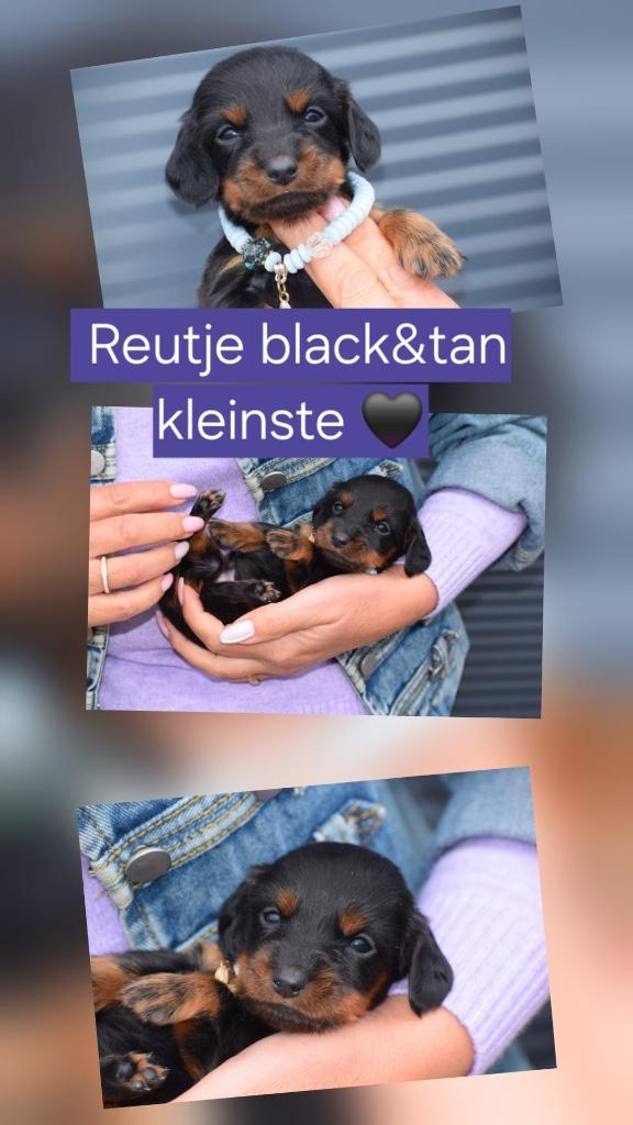 Teckel pups mini ouders aanwezig, Dieren en Toebehoren, Honden | Teckels en Dashonden, België, 8 tot 15 weken, Dwerg, Langhaar