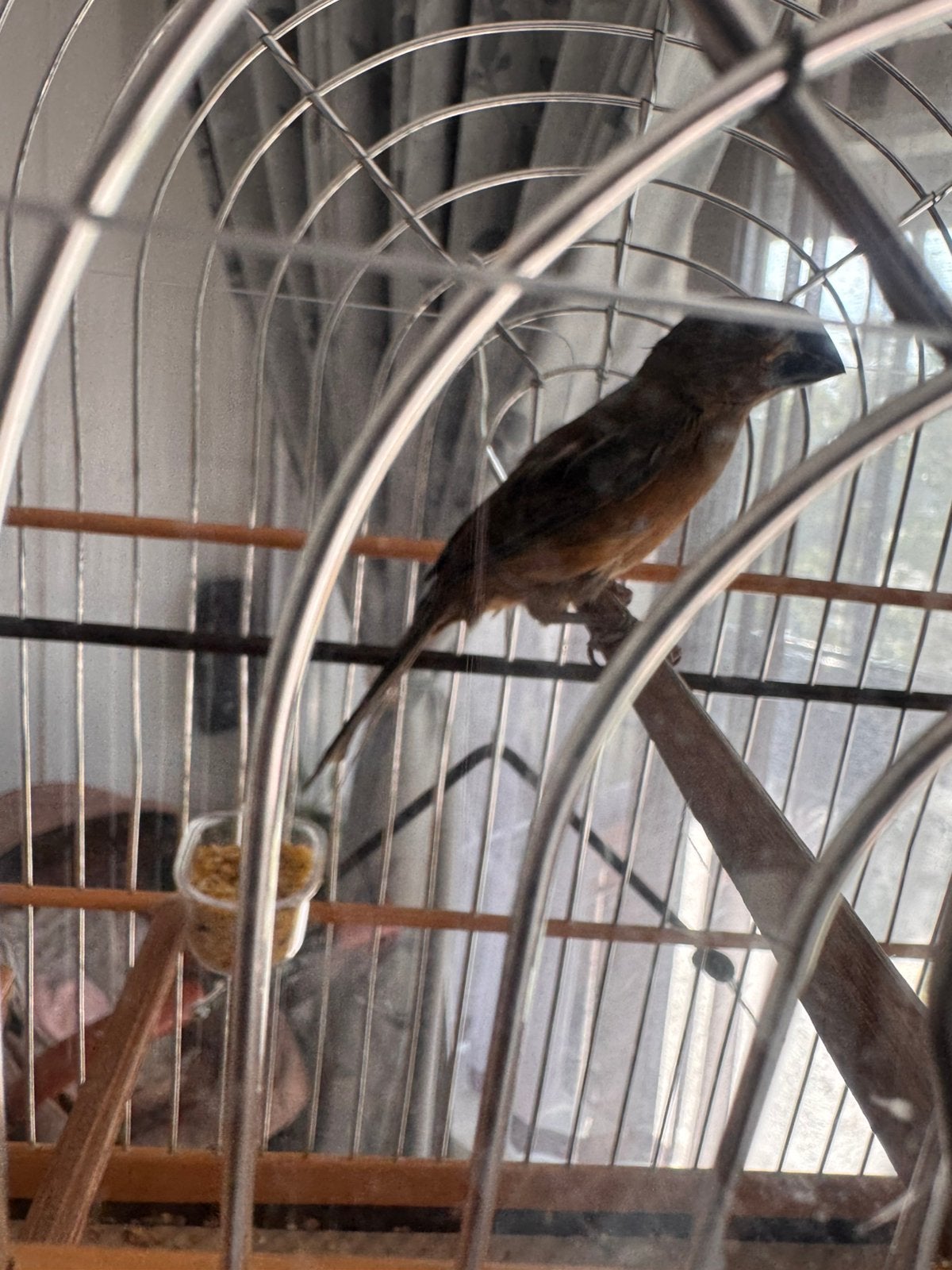 Twatwa, Dieren en Toebehoren, Vrouwelijk, Geringd