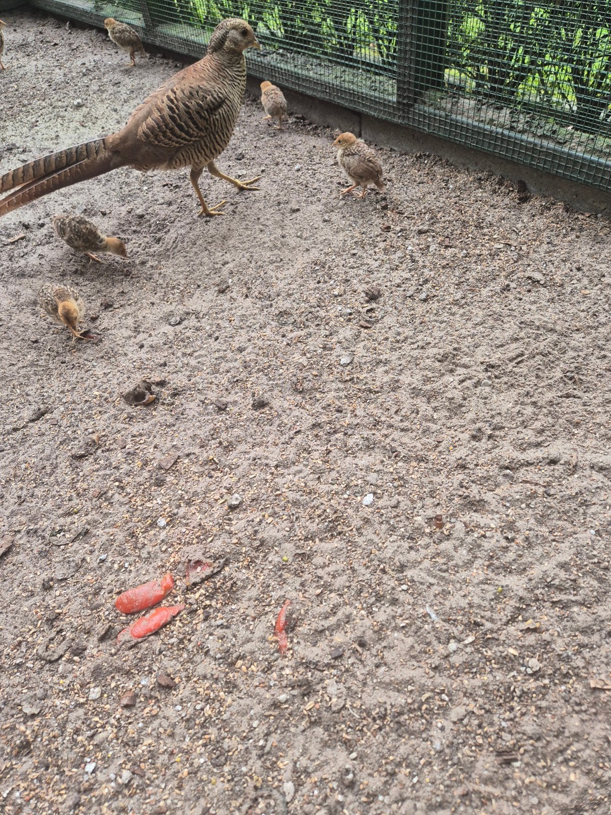 6 jonge goudfazanden, Meerdere dieren, Kip