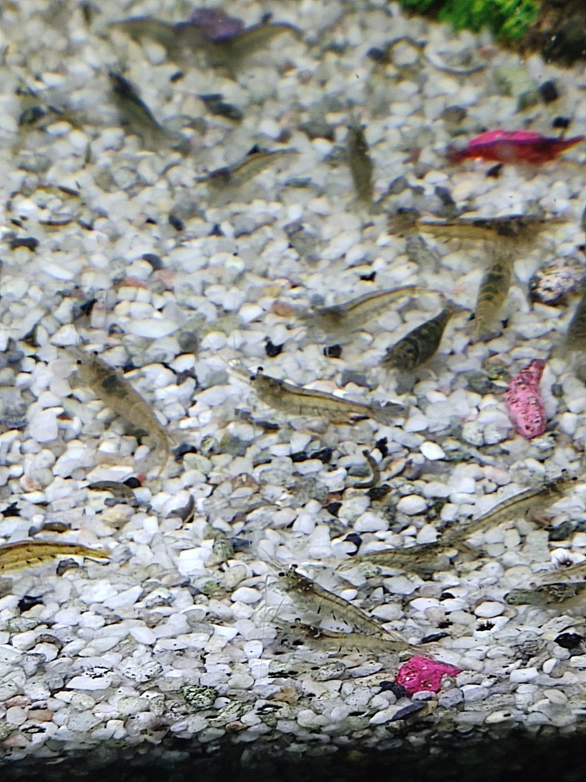 Garnalen, Dieren en Toebehoren, Vissen | Aquariumvissen, Kreeft, Krab of Garnaal, Zoetwatervis