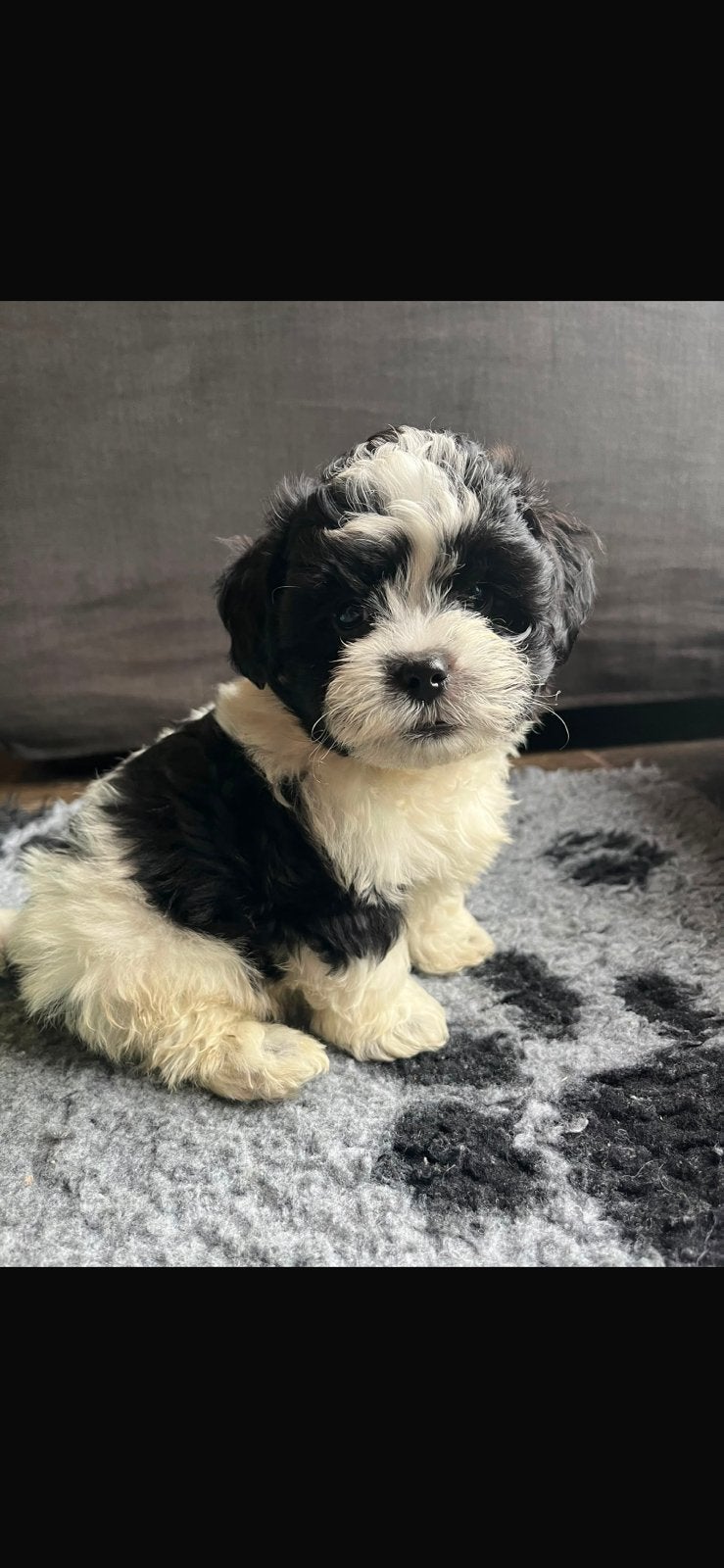 Boomer x Poedel (Boompoo pups) 🐶, Dieren en Toebehoren, Honden | Chihuahua's en Gezelschapshonden, Parvo, Overige rassen, 8 tot 15 weken