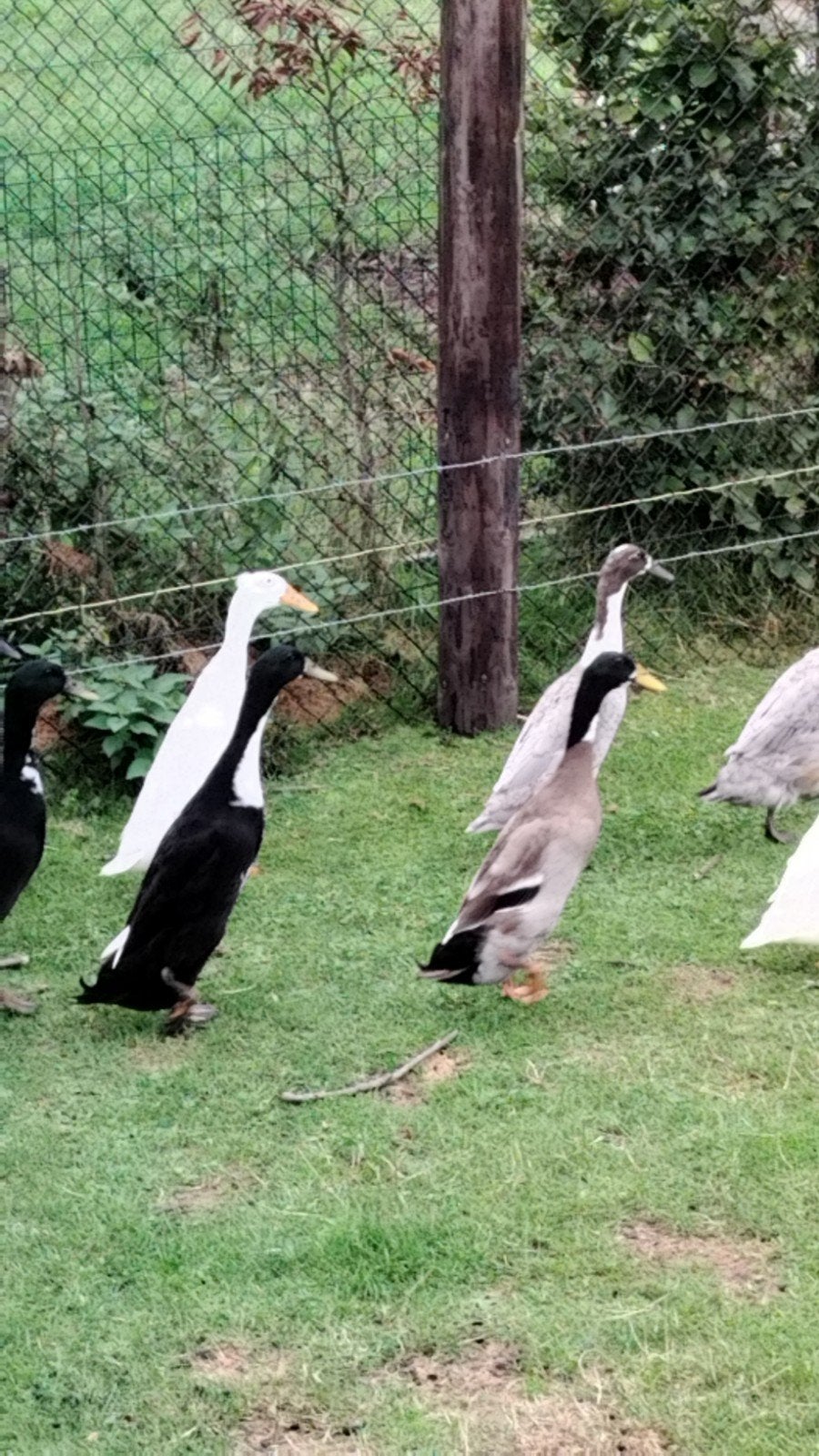 Loopeende vrouwen!!, Meerdere dieren, Eend