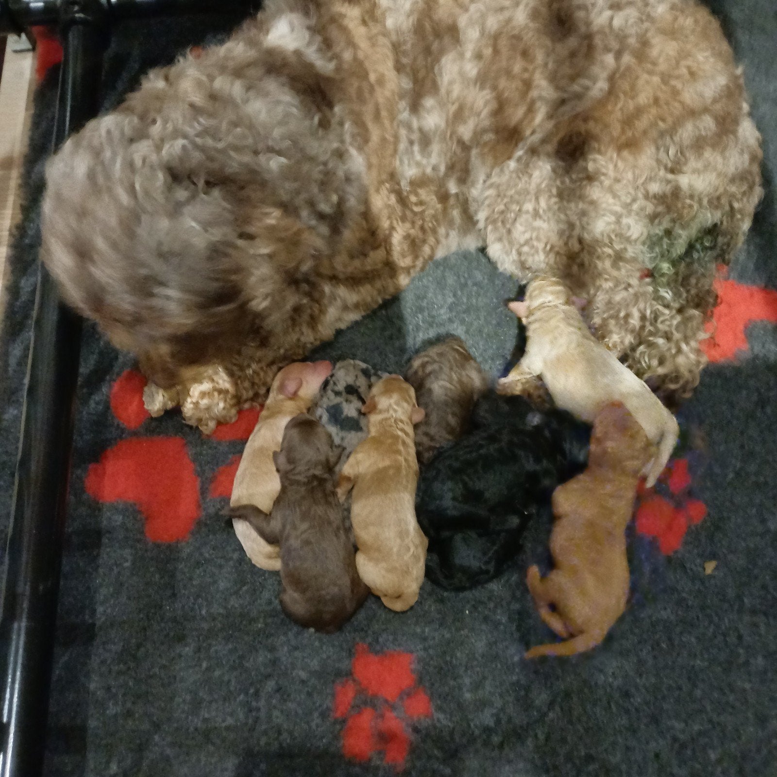 Nestje F4 Labradoodle van bewezen gouden koppel, Parvo, Overige rassen, 8 tot 15 weken, Meerdere