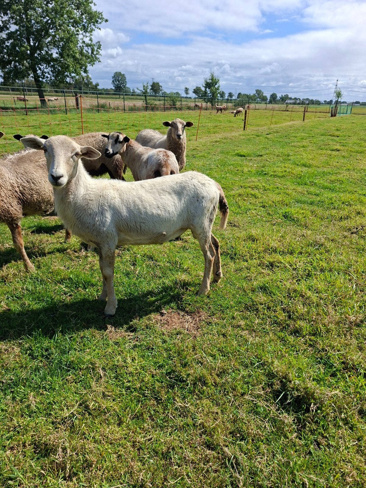 te koop jonge Maasduin ram, Mannelijk, Schaap, 0 tot 2 jaar
