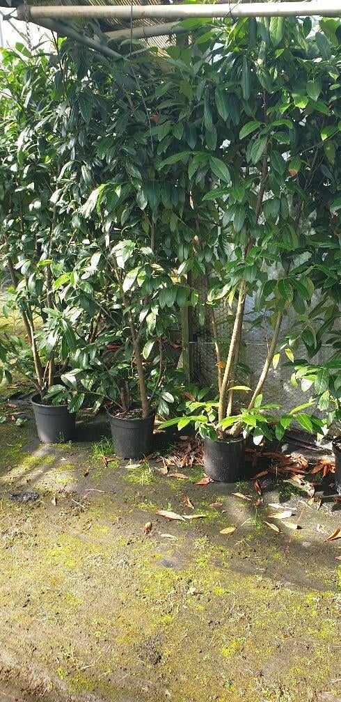Laurier 175/200 cm Restpartij, Tuin en Terras, Planten | Struiken en Hagen, Ophalen of Verzenden, Laurier, Haag, 100 tot 250 cm