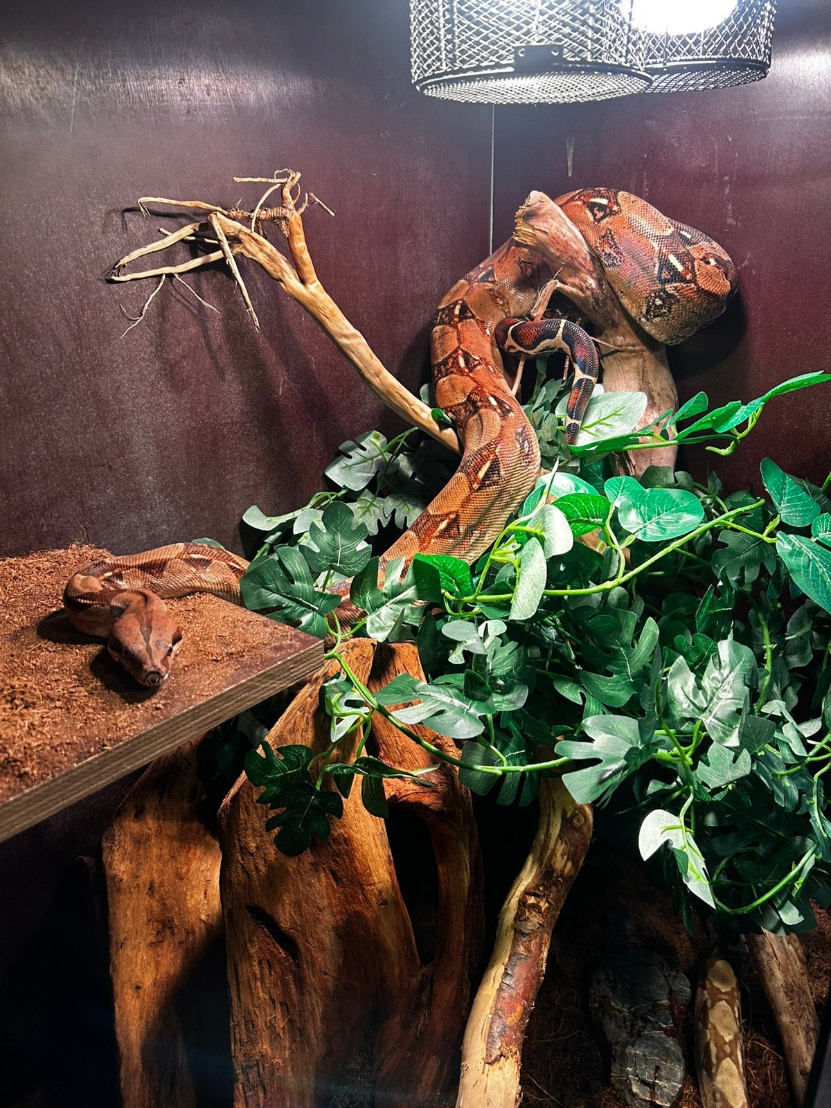 Boa constrictor Boa Constrictor photo 4