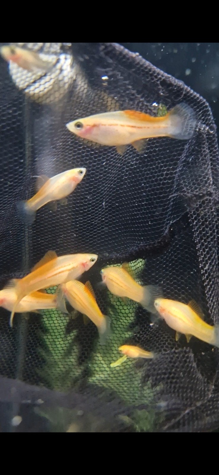 Vele pineapple zwaarddragers, Dieren en Toebehoren, Vis, Schoolvis
