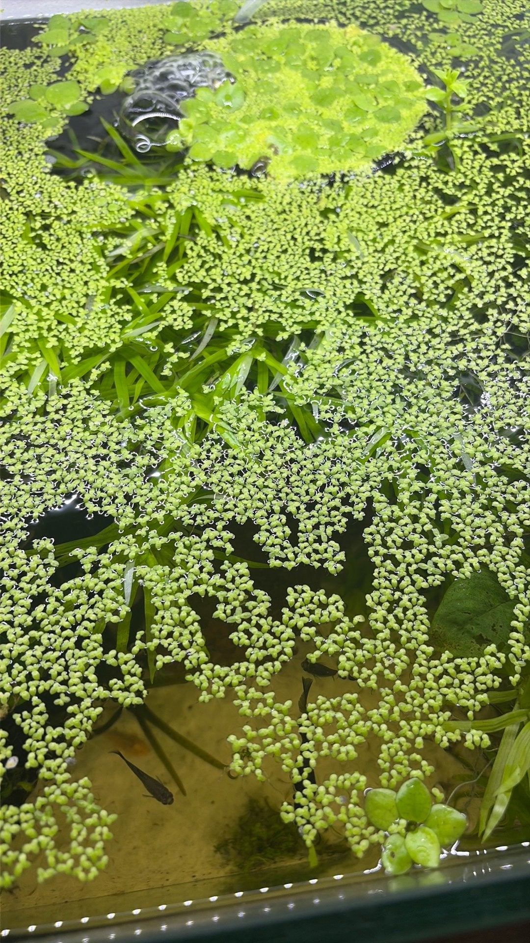 Bakje Lemna Minor (eendenkroos), Vis