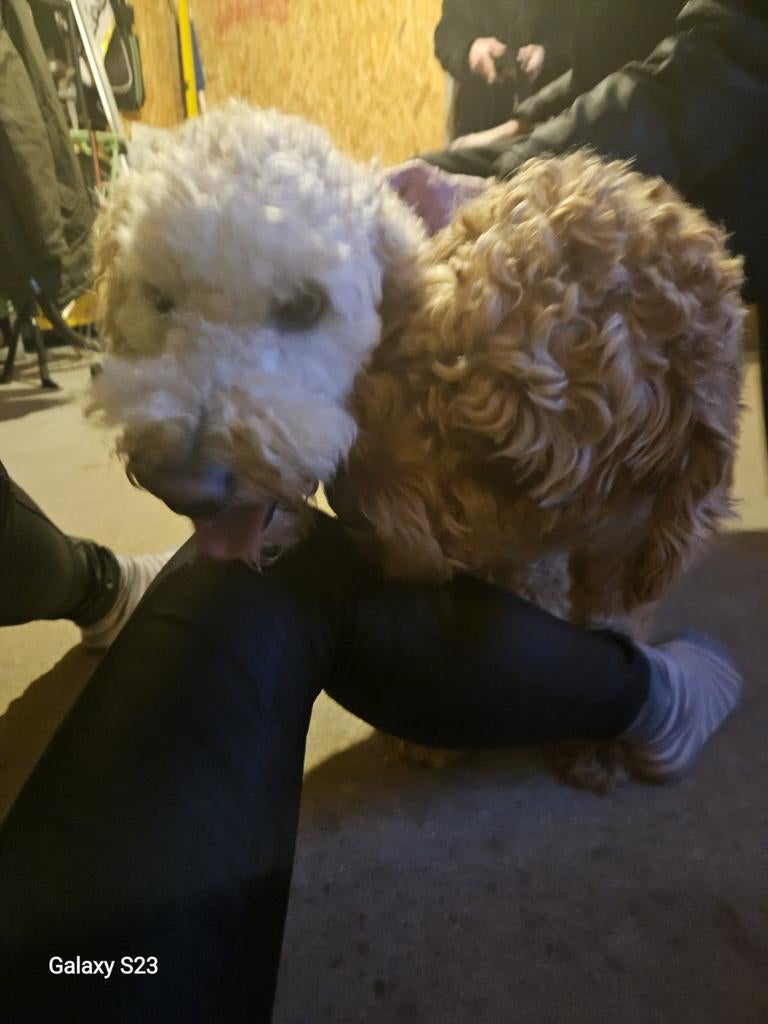 Prachtig nest labradoodles kleine medium F5 multigen, Overige rassen, 8 tot 15 weken, Parvo, Meerdere