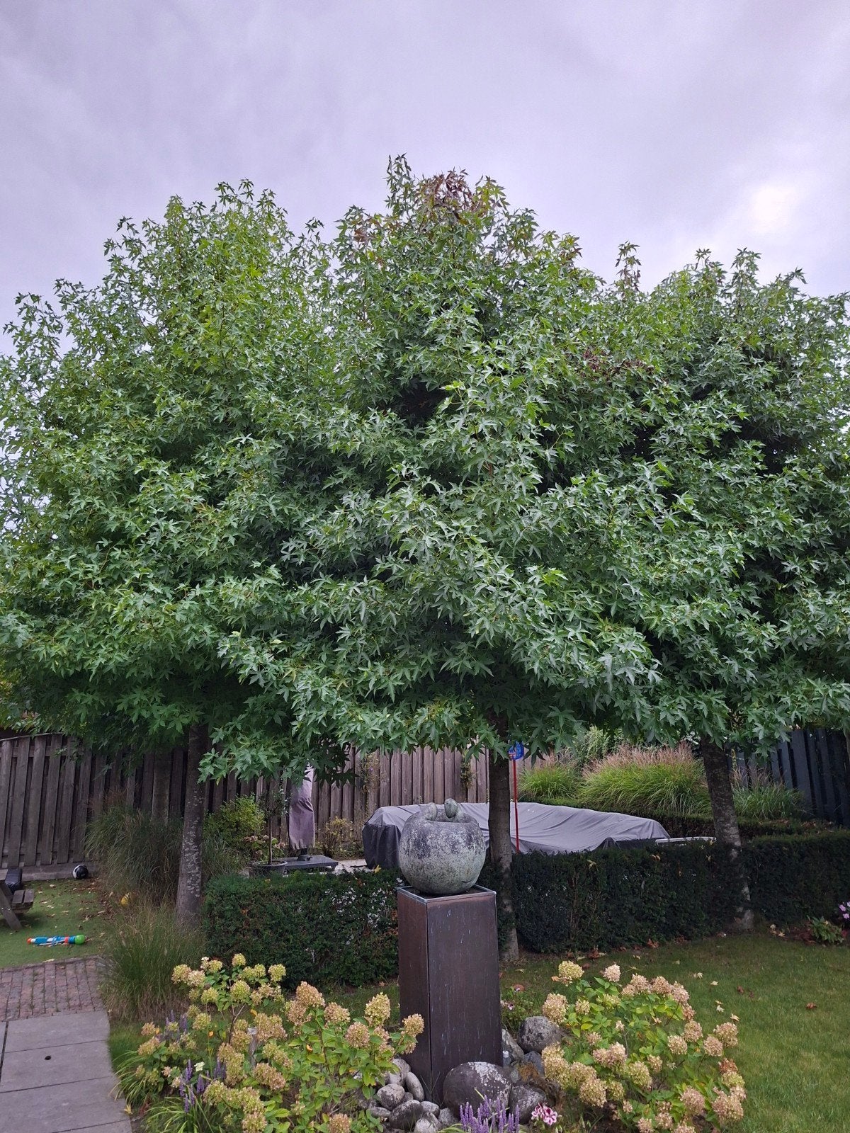4 Amerikaanse amberbomen Teab, Ophalen, Volle zon, Overige soorten, 400 cm of meer