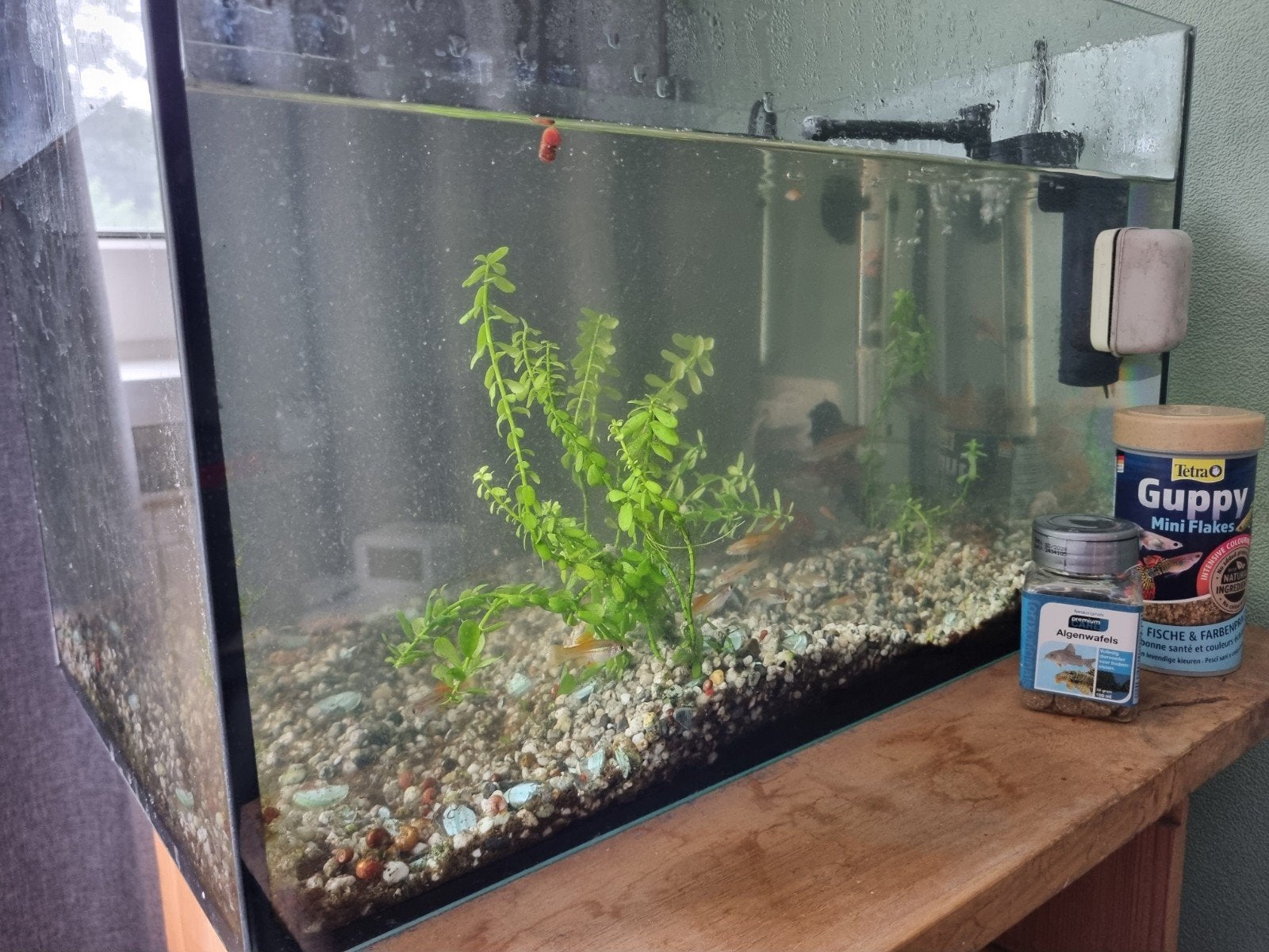 Aquarium, alles inclusief, Ophalen, Gevuld zoetwateraquarium