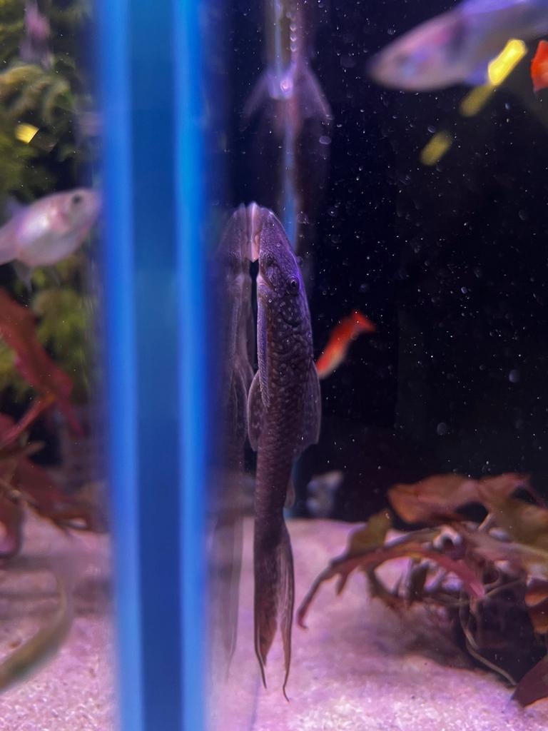 L178 red fin lasiancistrus, Dieren en Toebehoren, Vissen | Aquariumvissen, Vis, Zoetwatervis, Schoolvis
