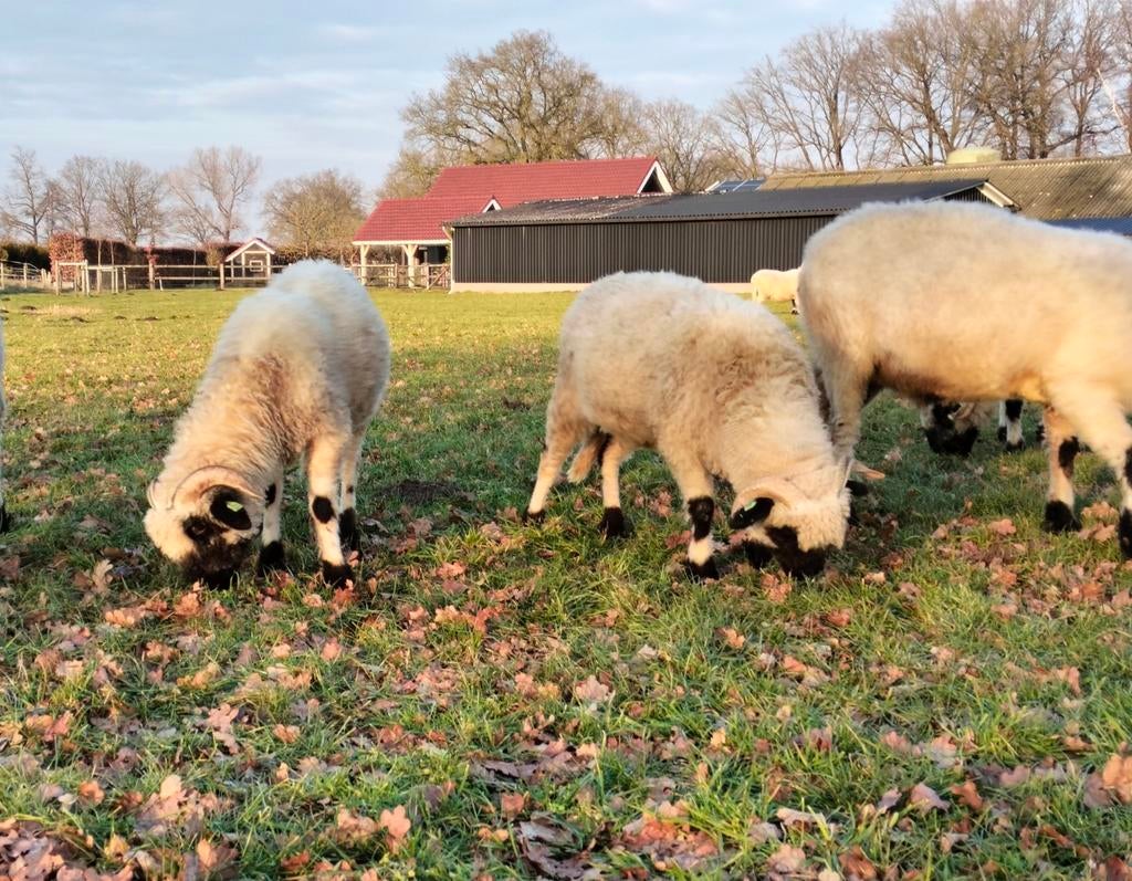 Walliser schwarznase ooien, Dieren en Toebehoren, Schapen, Geiten en Varkens, Vrouwelijk, Schaap