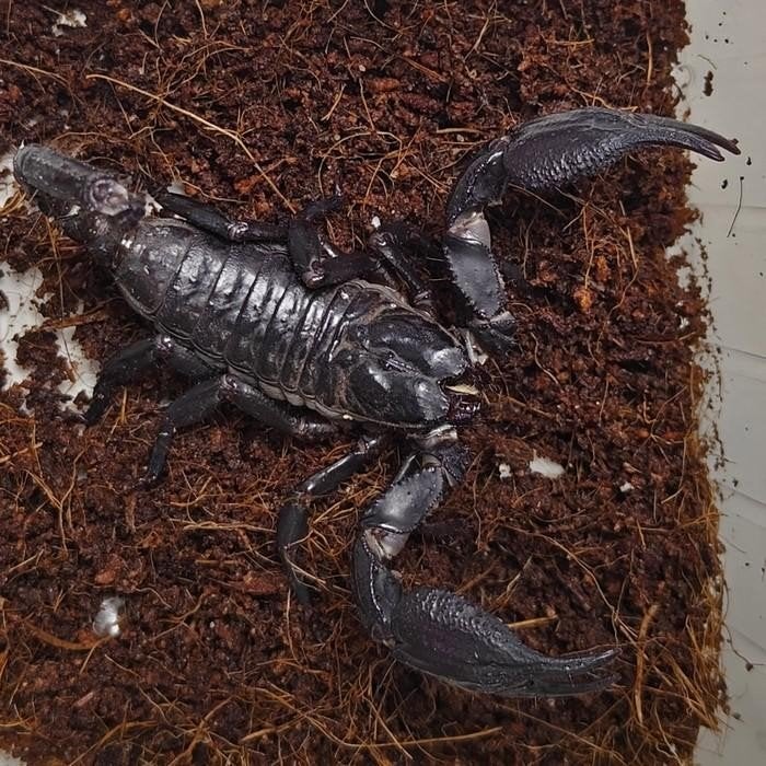 heterometrus species, Overige soorten