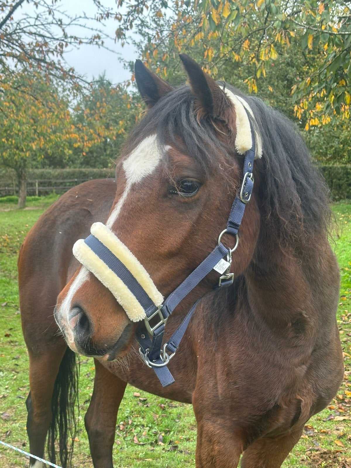 Super gefokte brave drachtige sport pony’s, Merrie