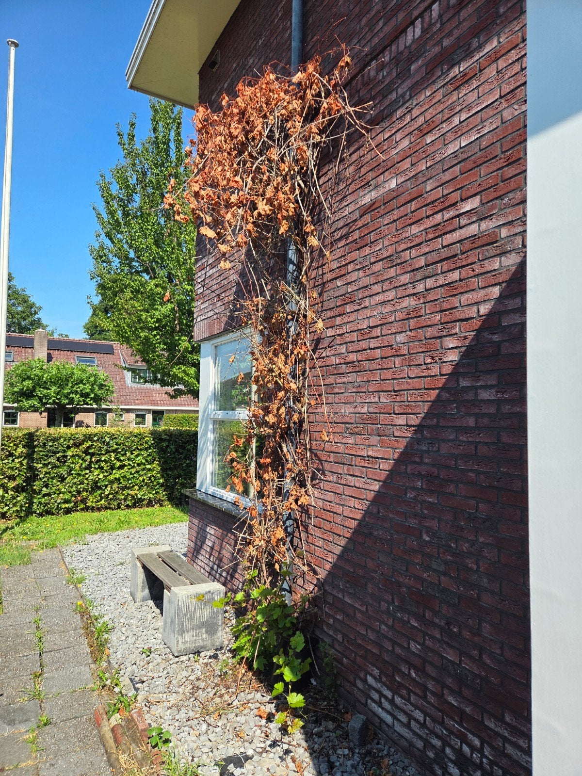 Druivenrank gratis af te halen/zelf uitgraven, Tuin en Terras, Schuttingen, Ophalen, Minder dan 3 meter, Hout, 1 tot 2 meter