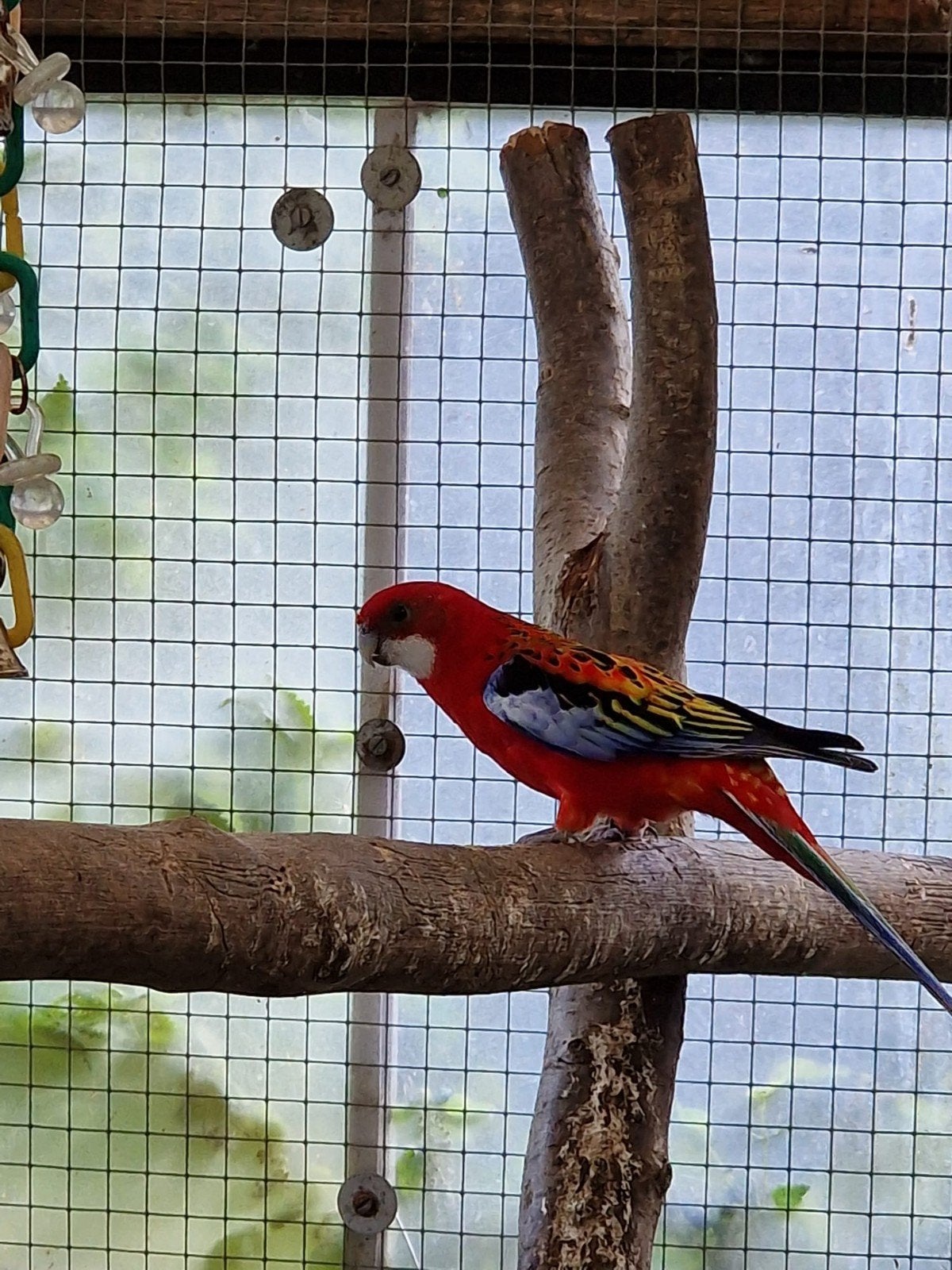 rosella te koop, Dieren en Toebehoren