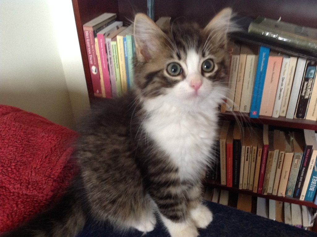 Mooi lief katertje: Pers x Ragdoll, Meerdere dieren, Ontwormd, 0 tot 2 jaar