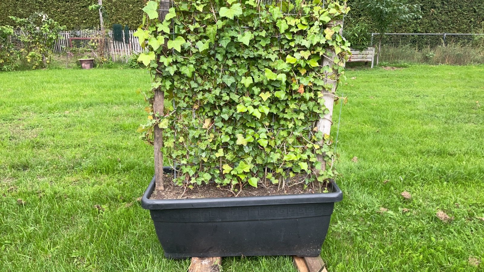 Klimop, Tuin en Terras, Ophalen, Zo goed als nieuw, Rechthoekig, Hout