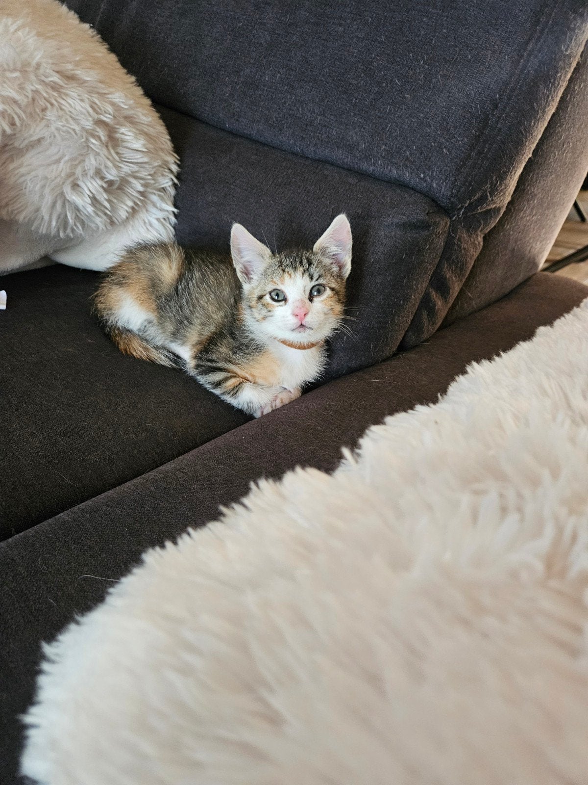 Kittens stoere,sterke boerderijkittens .100 euro per stuk