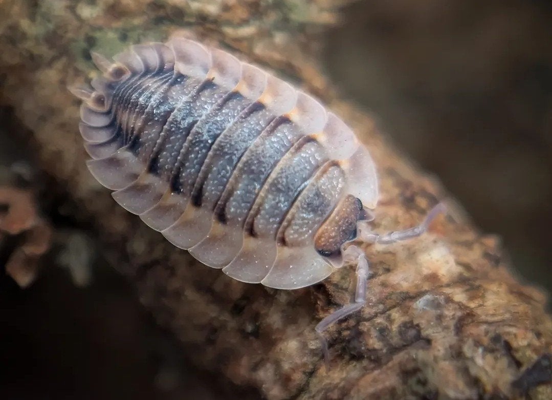 Porcellio spatulatus coros, 20 stuks voor 10 euro, Dieren en Toebehoren, Overige soorten