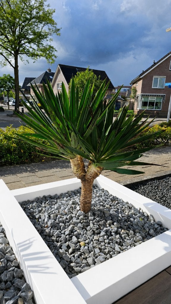 Yucca Gloriosa Lonestar Palmlelie, Volle zon, Vaste plant, Zomer, Ophalen