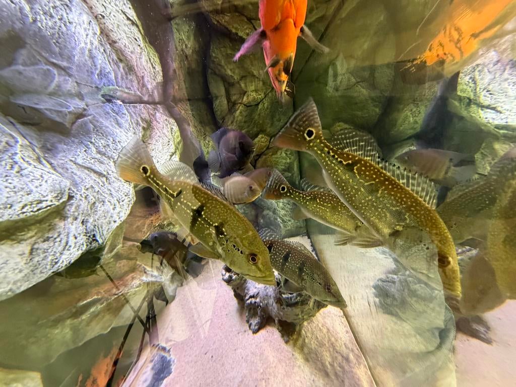 Cichla te koop orinosensis, Dieren en Toebehoren, Vissen | Aquariumvissen, Vis