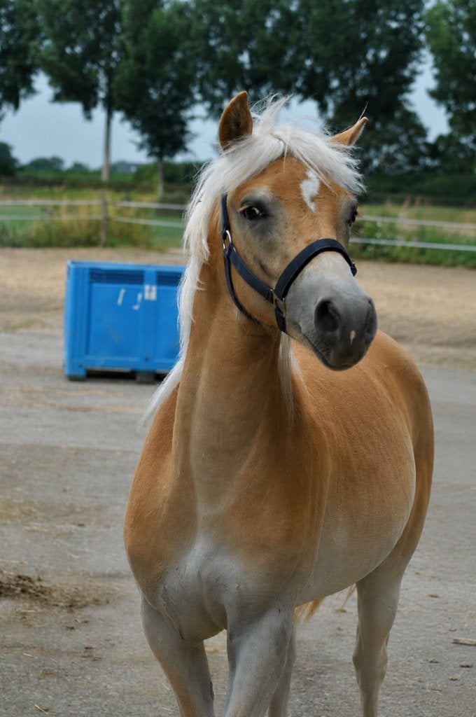 Knappe jaarling hengst (haflinger), Dieren en Toebehoren, Minder dan 160 cm, Met stamboom, Niet van toepassing, Dressuurpaard