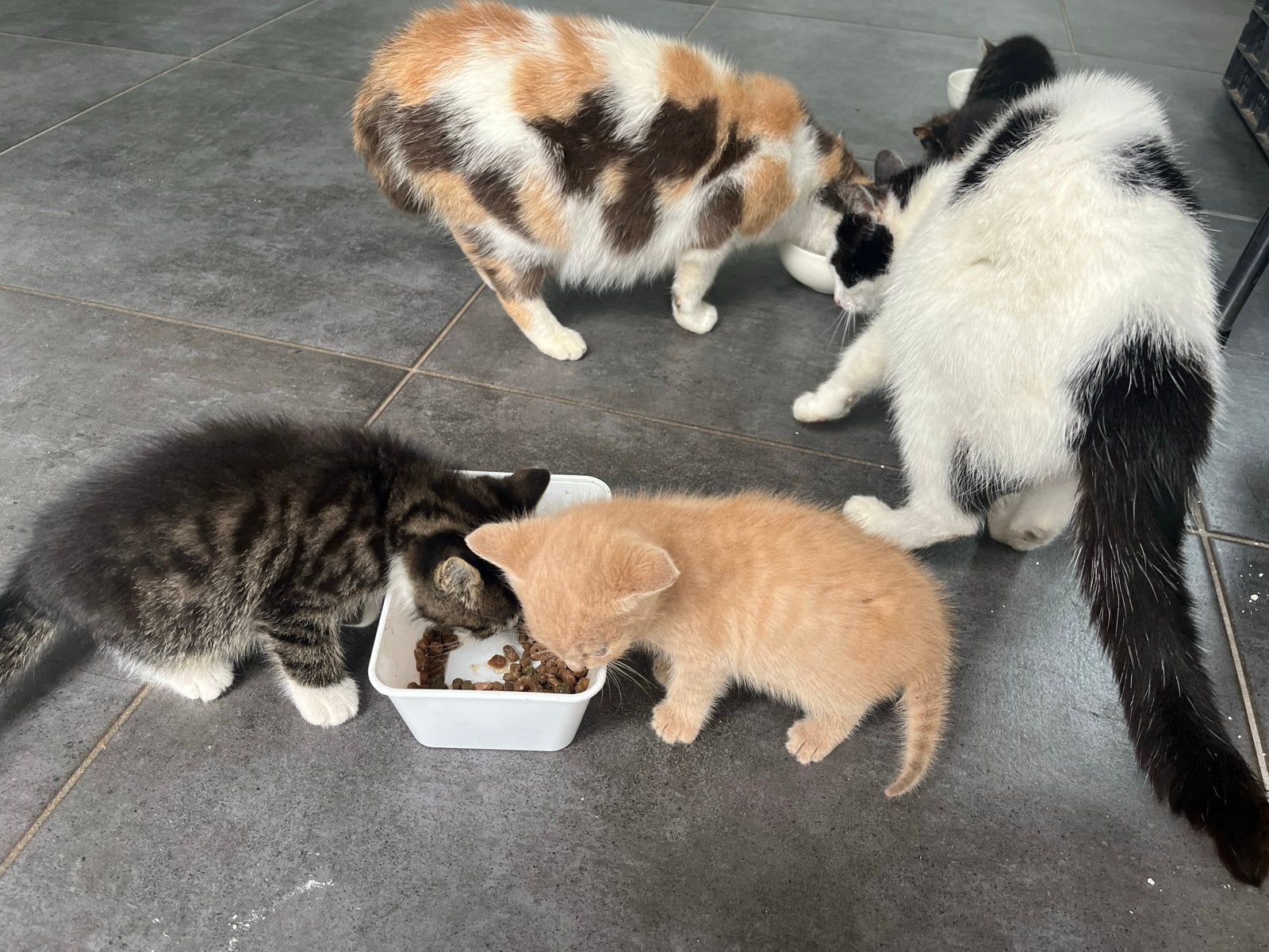 Stoere boerderij kittens, Dieren en Toebehoren, Katten en Kittens | Overige Katten, Meerdere dieren