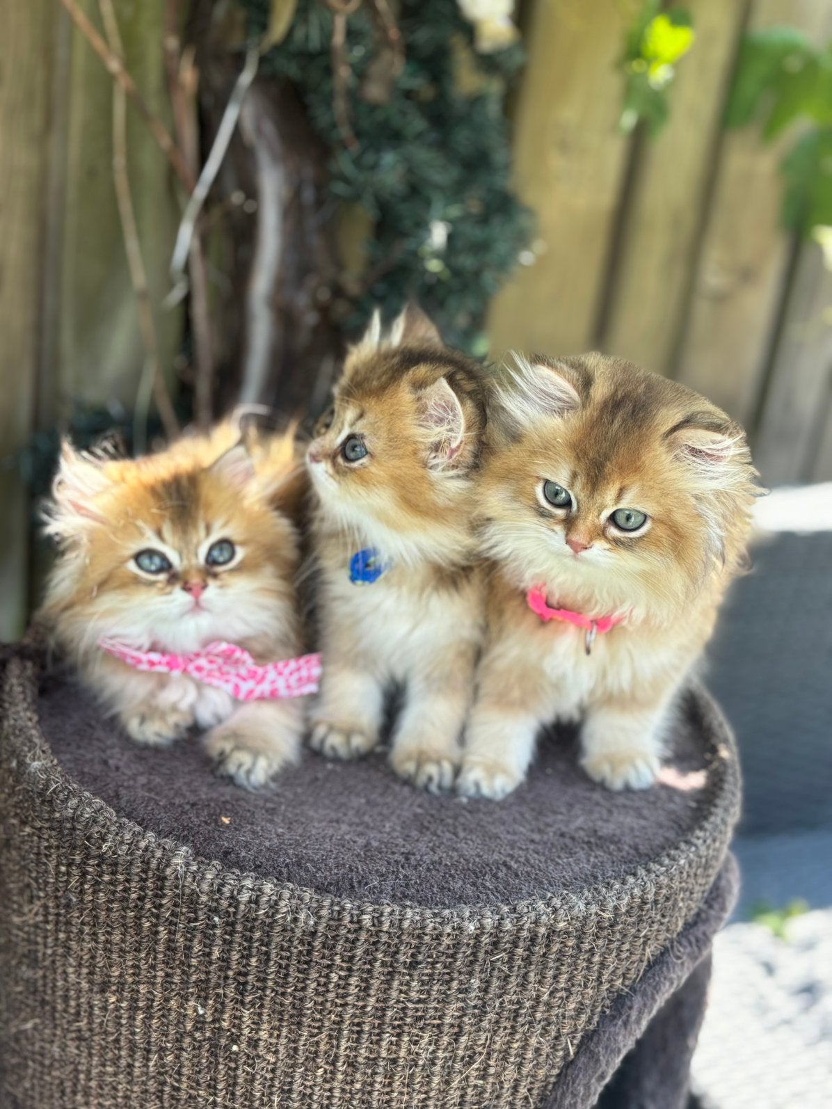 Prachtige British Longhair Black Golden Shaded NY11 Kittens, Meerdere dieren