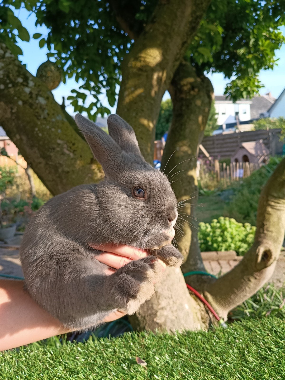 Nog 2 lieve kleine rammetjes zoeken een lief baasje., Meerdere dieren, Dwerg, Hangoor, 0 tot 2 jaar