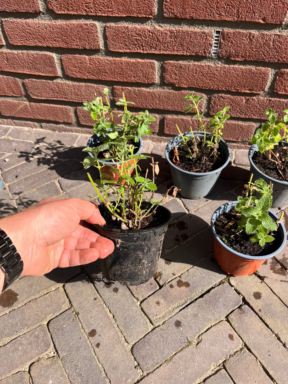 Nepeta - kattenkruid, Tuin en Terras, Planten | Tuinplanten, Ophalen, Overige soorten, Volle zon