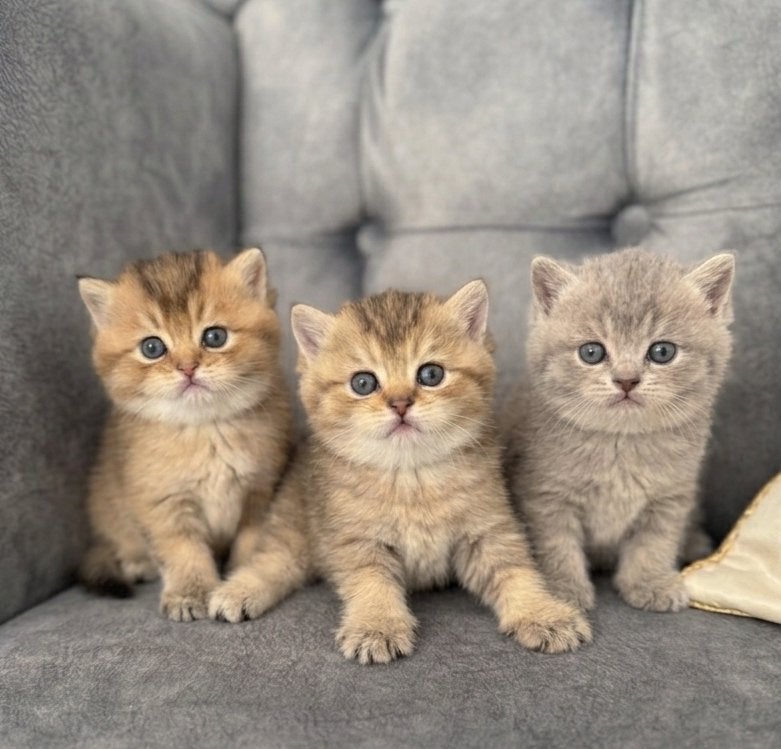 Britse korthaar kittens, Kater
