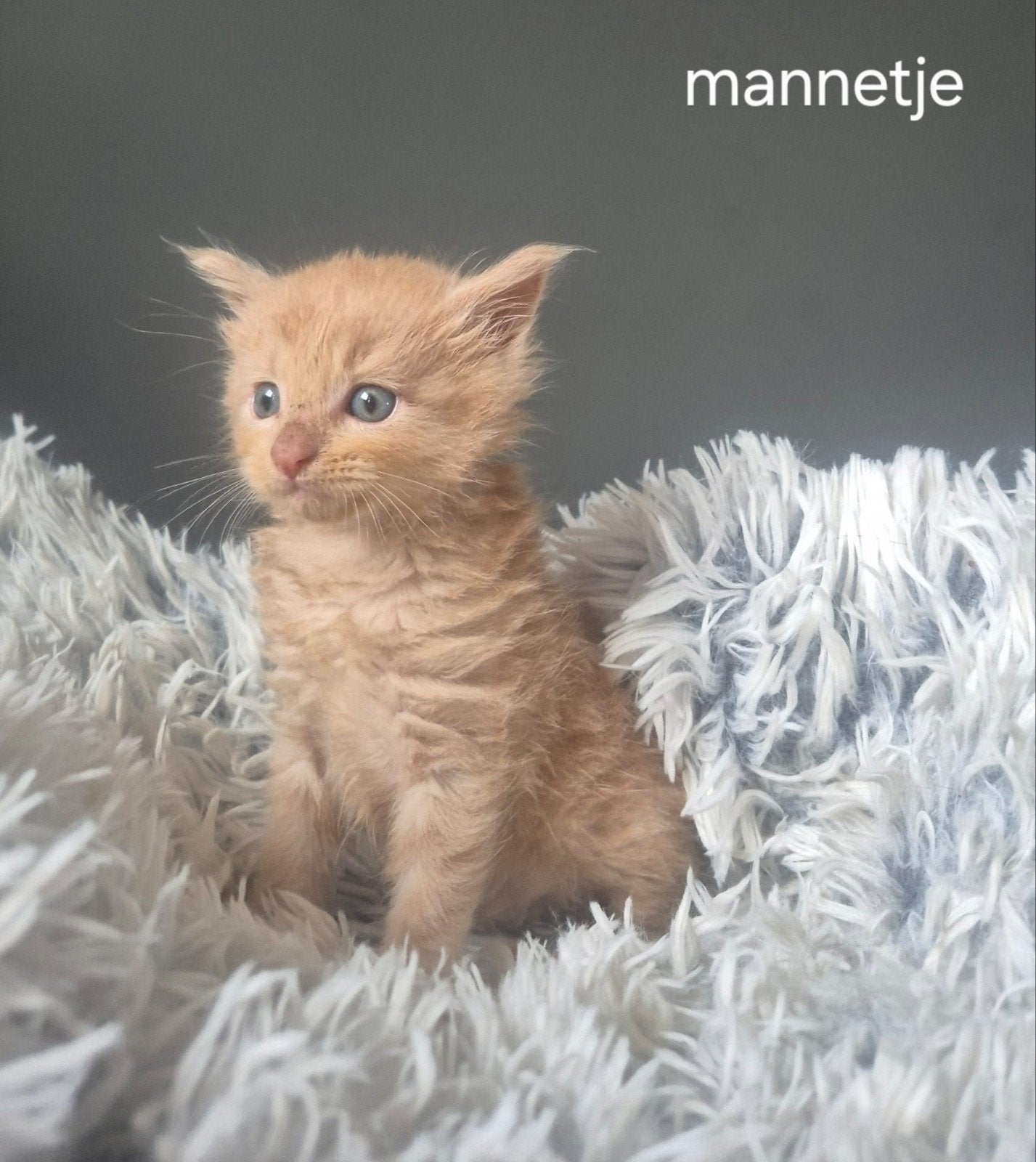 Prachtige raszuivere Maine Coon kittens, Dieren en Toebehoren, Katten en Kittens | Raskatten | Langhaar, Meerdere dieren