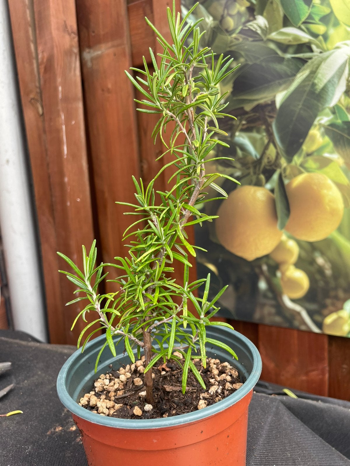 Rozemarijn plant, Tuin en Terras, Planten | Tuinplanten, Ophalen, Vaste plant, Overige soorten, Volle zon