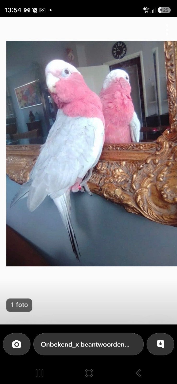 roze kakatoe, Dieren en Toebehoren, Mannelijk, Papegaai