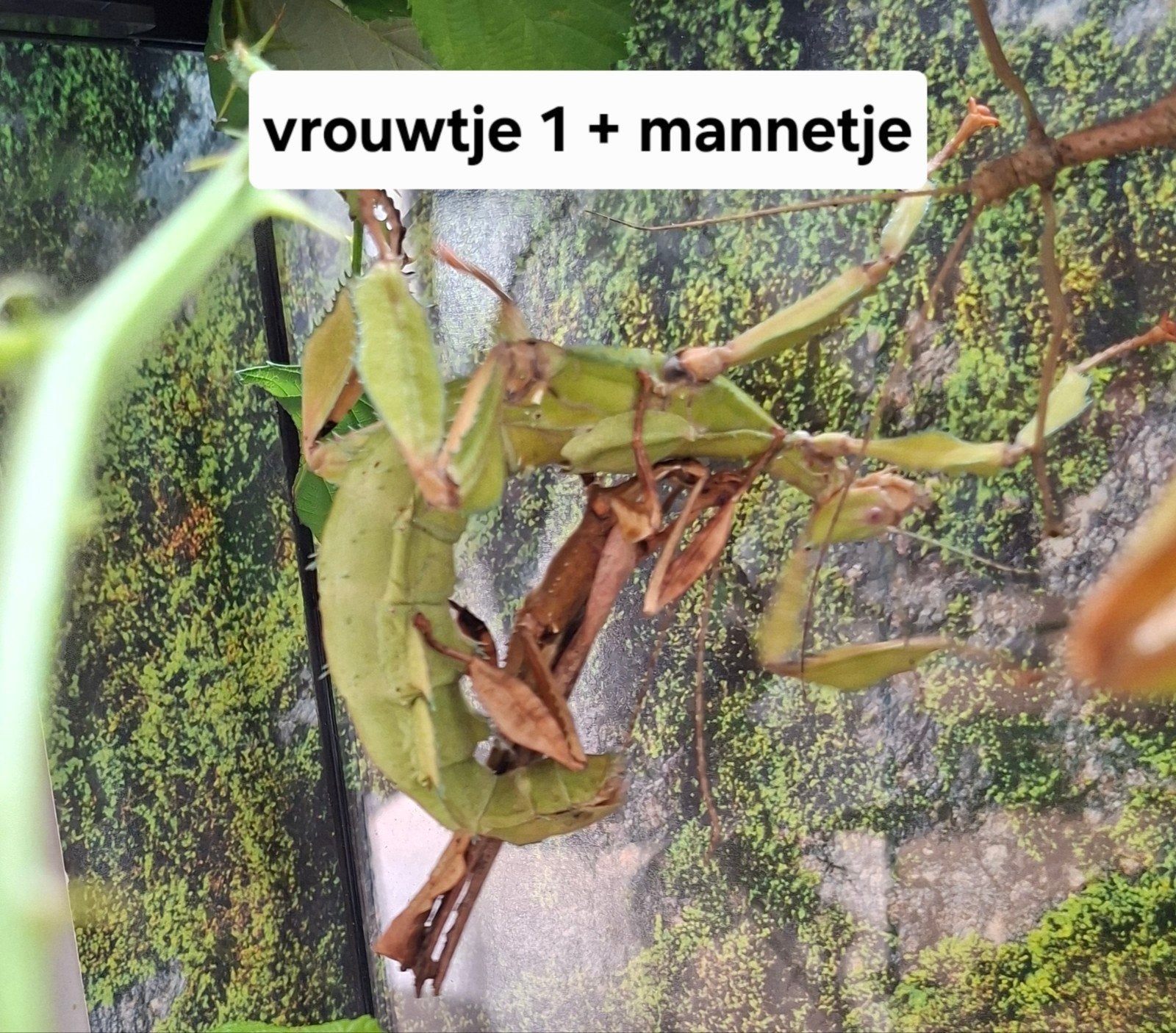 Prachtig Extatosoma trio met groene vrouwtjes, Dieren en Toebehoren, Wandelende tak