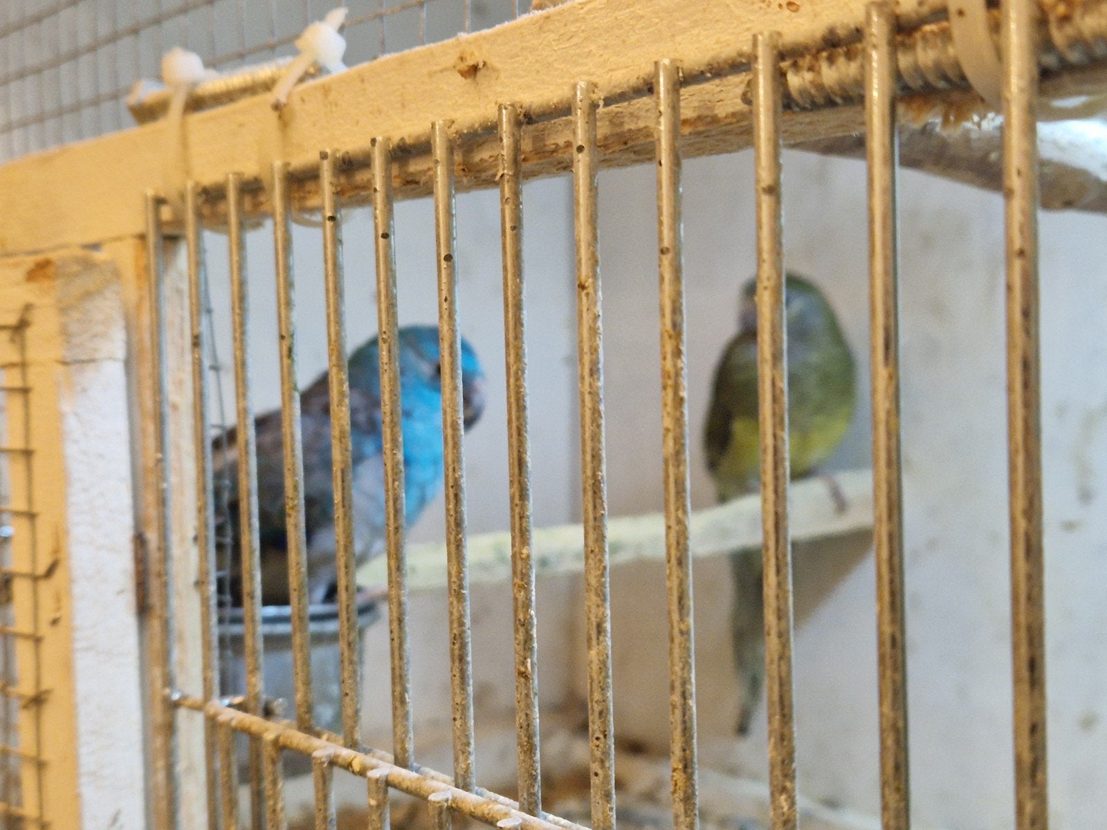 Koppel roodrug blauw (man) wildkleur (pop), Meerdere dieren, Parkiet, Geringd