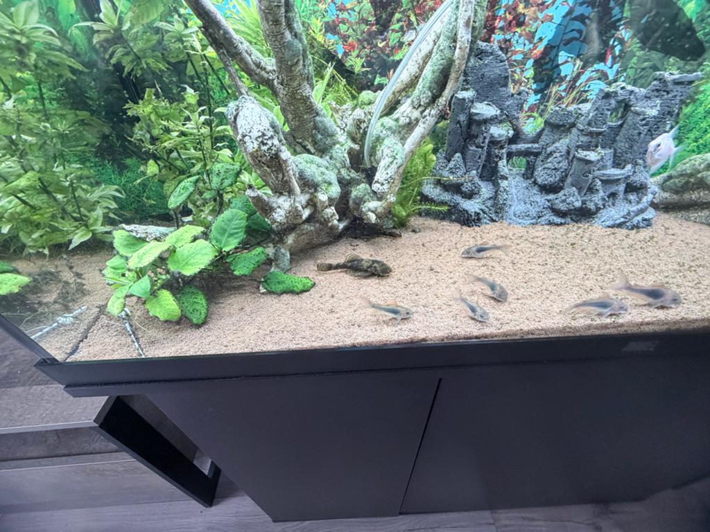 Juwel Aquarium Rio 180 LED, Ophalen, Zo goed als nieuw