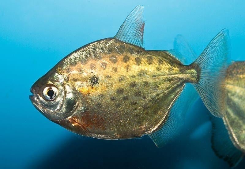 7 st. Zilverdollars (Metynnis argenteus), Dieren en Toebehoren, Vissen | Aquariumvissen, Vis