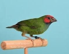 Kortstaart papegaaiamadines poppen, Vrouwelijk, Tropenvogel, Geringd