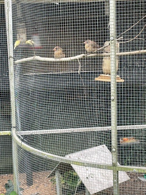 rode kardinaal pop, Dieren en Toebehoren, Vrouwelijk, Tropenvogel