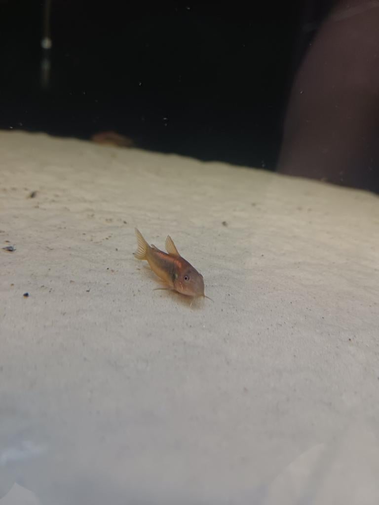 Corydora red laser, Vis