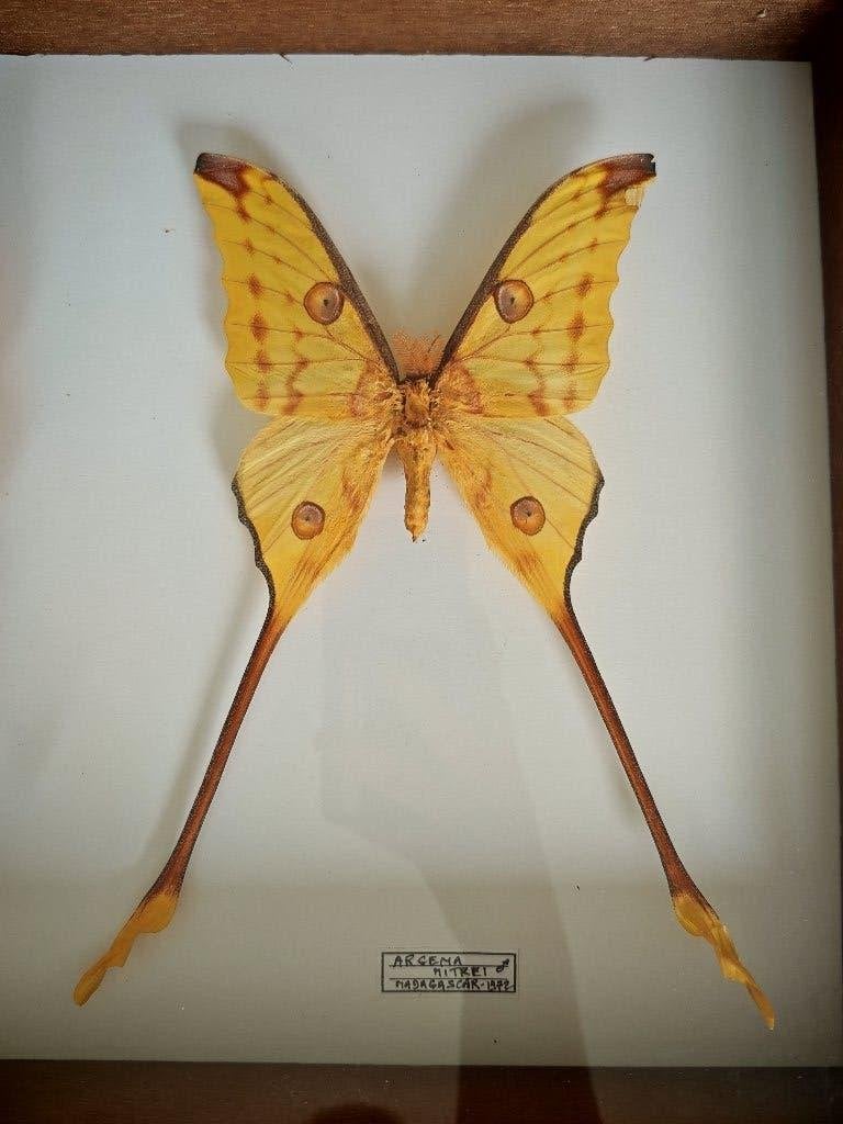 Prachtige set Argema Mittrei vlinders in lijst, Verzamelen, Ophalen of Verzenden, Zo goed als nieuw, Insect, Opgezet dier