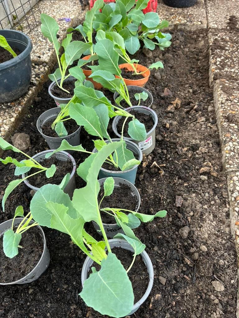 Bloemkool plantjes voor moestuin bv, Ophalen, Eenjarig, Groenteplanten, Volle zon